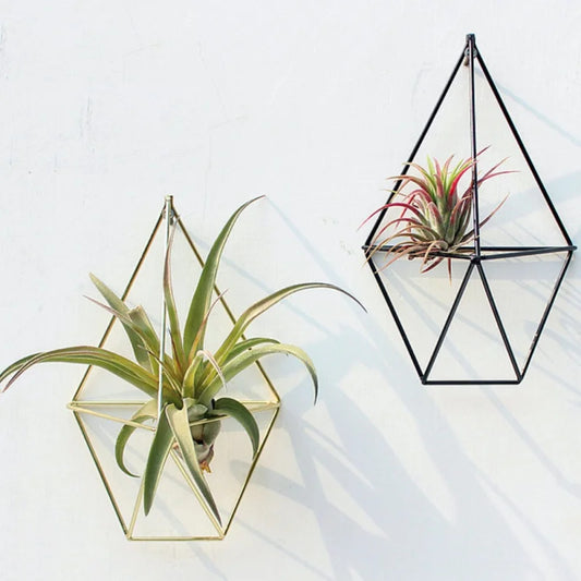 Rustic Hanging Tillandsia Air Plants Rack